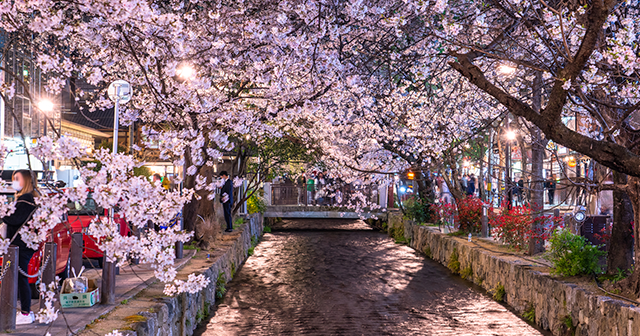 もうすぐお花見シーズン到来！桜が見える特等席のあるレストラン